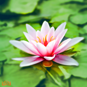 Bevezetés a meditációba tanfolyam Bevezetés a meditációba tanfolyam